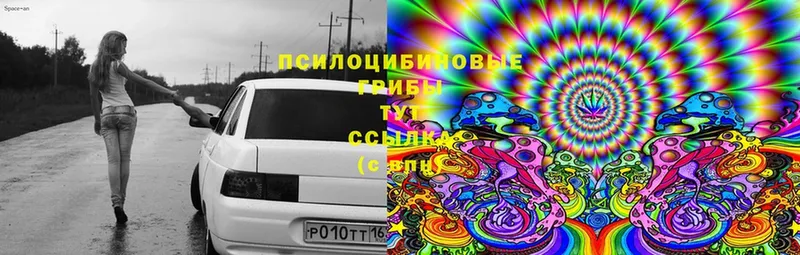 Галлюциногенные грибы Psilocybe  где продают   маркетплейс какой сайт  Кадников  KRAKEN ссылка 